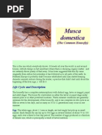 Musca Domestica House Fly