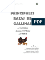 Principales Razas de Gallinas