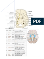 Cranial Nerves