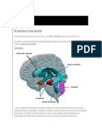 Partes Del Cerebro