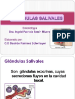 Glandulas Salivales - Drs