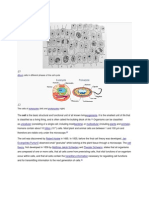 Cell (Biology) : Cells in Different Phases of The Cell Cycle