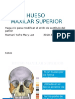 Hueso Maxilar Superior