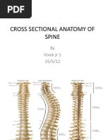 Cross Sectional Anatomy of Spine