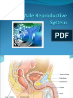 Male Reproductive System