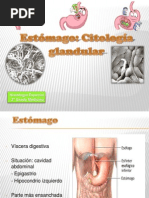 Presentación ESTÓMAGO. CITOLOGÍA DE LAS GLÁNDULAS