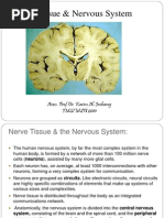 Nerve Tissue & Nervous System: Assoc. Prof Dr. Karim Al-Jashamy IMS/MSU 2010