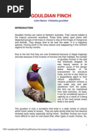 Gouldian Finch