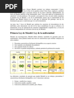 Leyes de Mendel