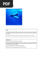 Ballena Azul