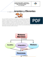 s.n.4 (Vias Aferentes y Eferentes)