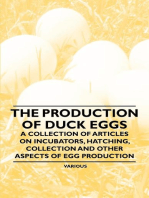 The Production of Duck Eggs - A Collection of Articles on Incubators, Hatching, Collection and Other Aspects of Egg Production