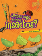 ¿Sabes algo sobre insectos? (Do You Know about Insects?)