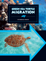 Green Sea Turtle Migration