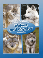 Wolves and Coyotes