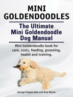 Mini Goldendoodles. The Ultimate Mini Goldendoodle Dog Manual. Miniature Goldendoodle book for care, costs, feeding, grooming, health and training.