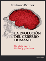 La evolución del cerebro humano: Un viaje entre fósiles y primates