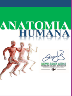 Anatomia Humana