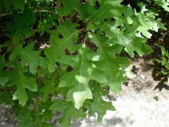 Arboles de la ciudad de Monterrey, N.L. · NaturaLista Mexico