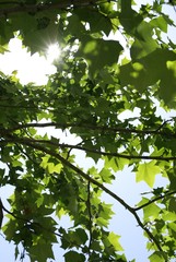 Arboles de la ciudad de Monterrey, N.L. · NaturaLista Mexico