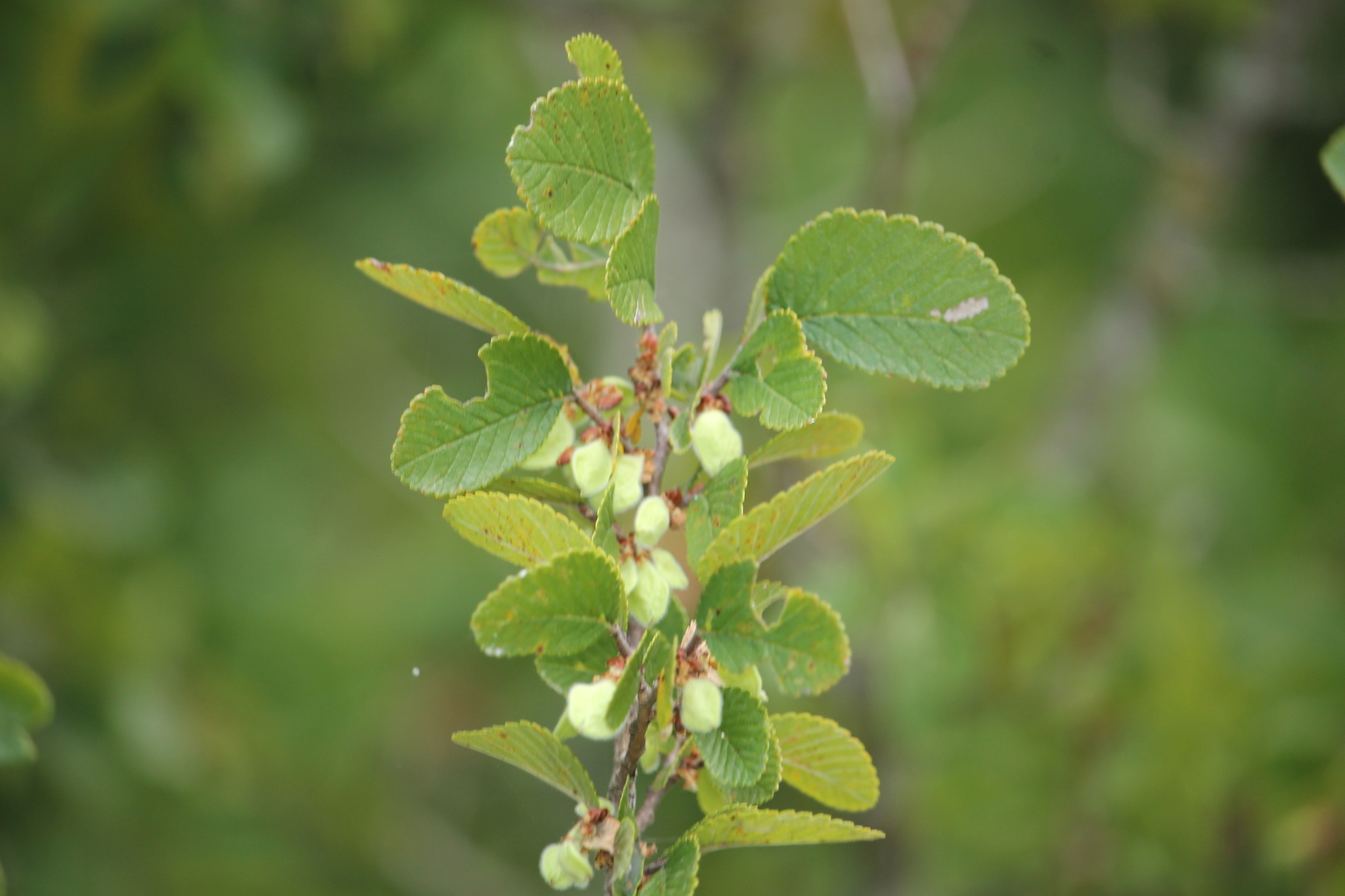 Autumn samaras of Cedar Elm, Sept. 5, 2021