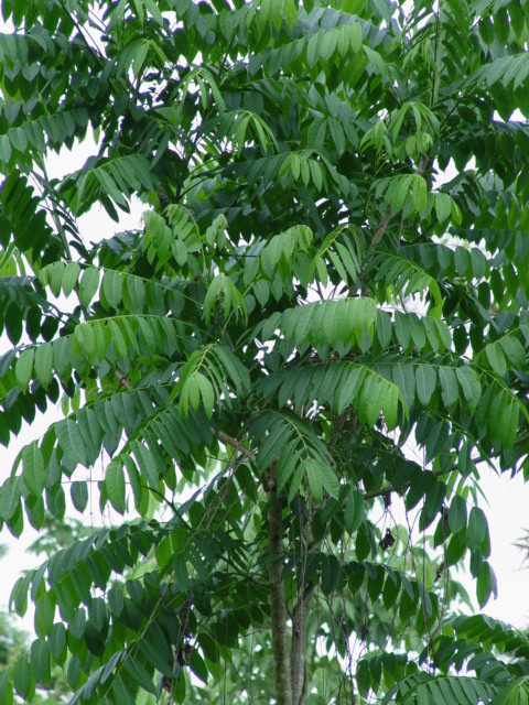 Cedro (arboles de tuxtla gutierrez) · NaturaLista Mexico