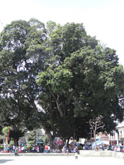 Arboles de la ciudad de Monterrey, N.L. · NaturaLista Mexico