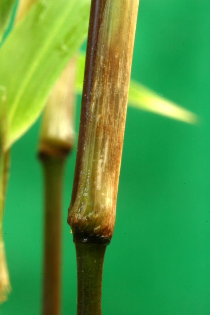 Swamp Millet from Raglan, New Zealand on June 3, 2012 at 12:02 PM by ...