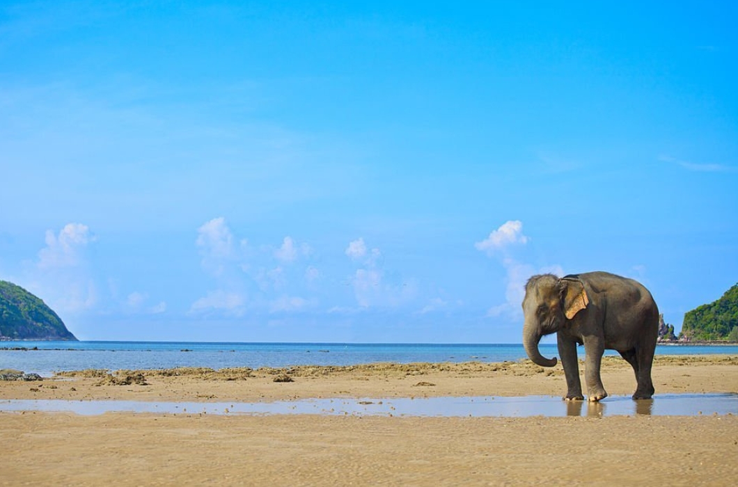 Elephant Beach