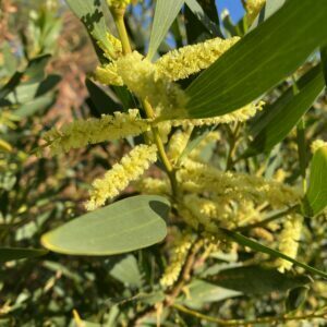 Acacia longifolia.jpg