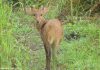 Perfect pose by the Deer at Kaziranga national park