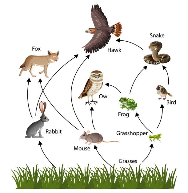 Food Chain vs Food Web - Difference Between The Food Chain and The Food ...