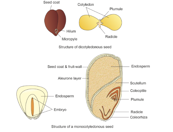 Difference Between Dicotyledons and Monocotyledons | Infinity Learn