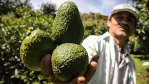 aguacate ecuatoriano Estados Unidos