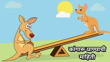 Kangaroo Information In Marathi