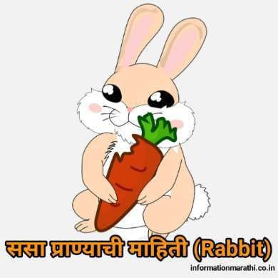 ससा प्राण्याची माहिती Rabbit Information in Marathi