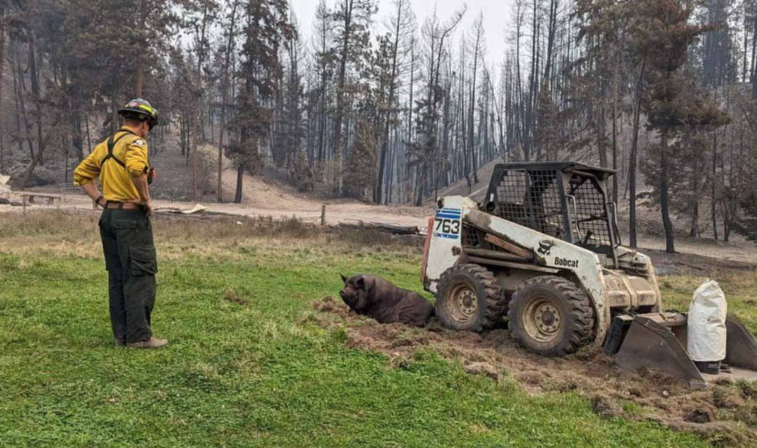 Poomba the 'miracle pig' alive and well in McDougall Creek Wildfire ...