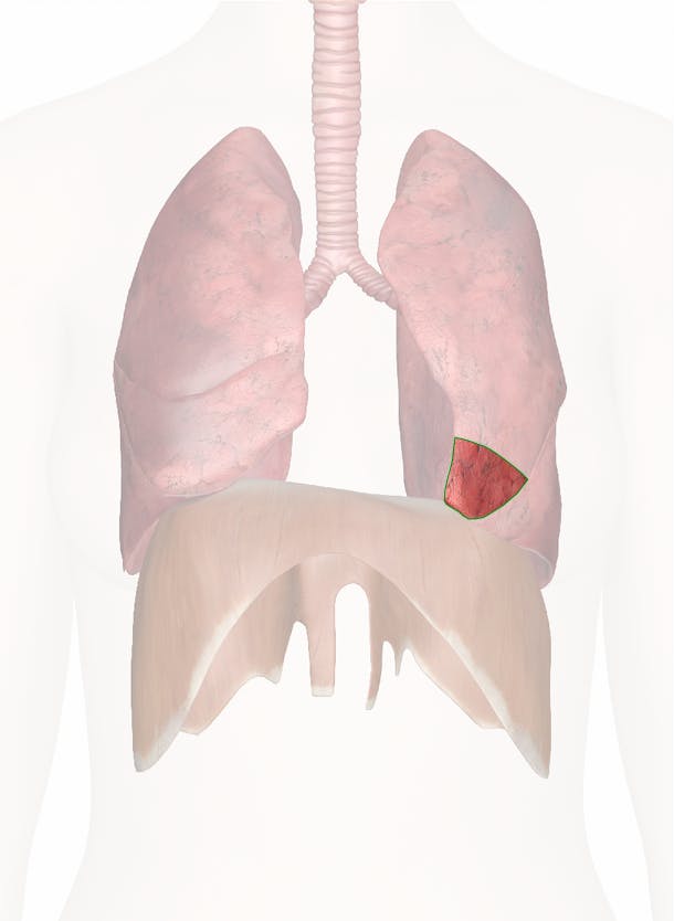 Visual Anatomy 視覚解剖学