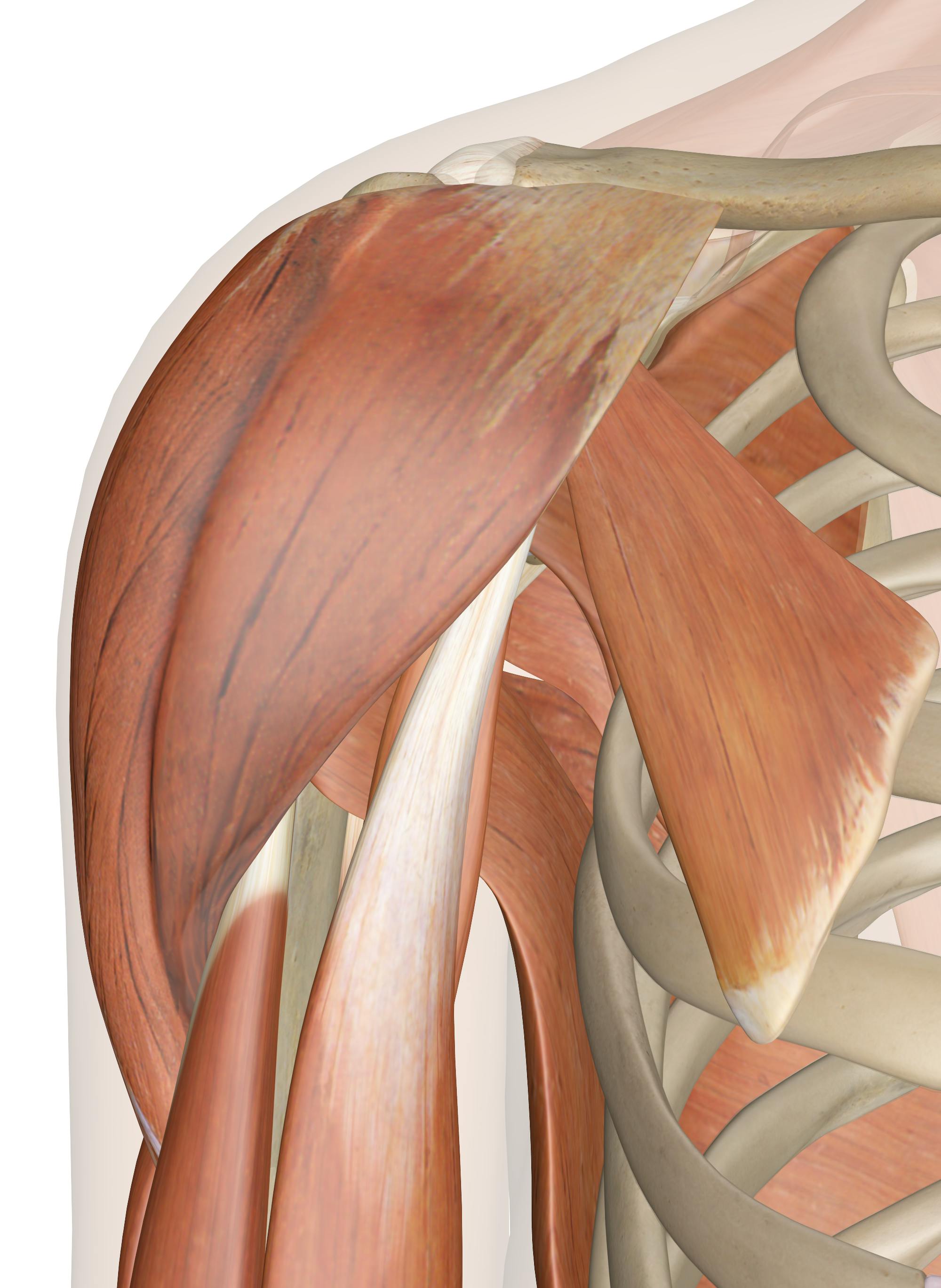 The Muscles of the Shoulder Joint: 3D Anatomy Model