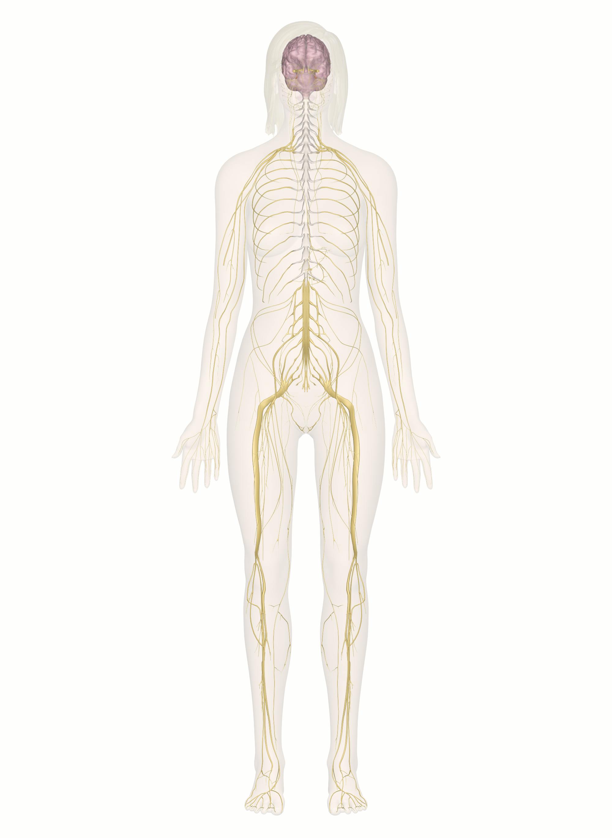 Diagram Of The Nervous System Labeled