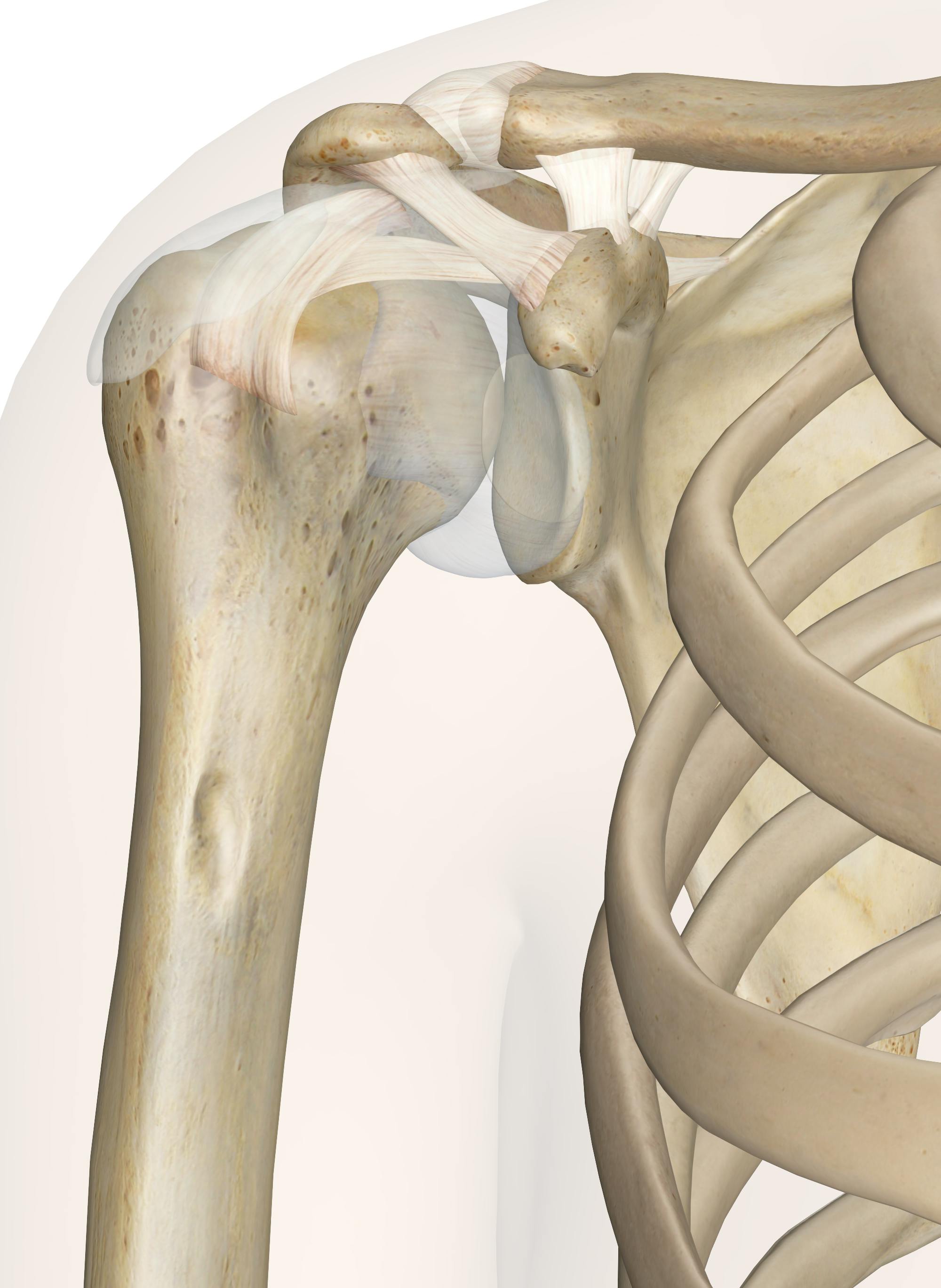 Shoulder Anatomy Ligaments