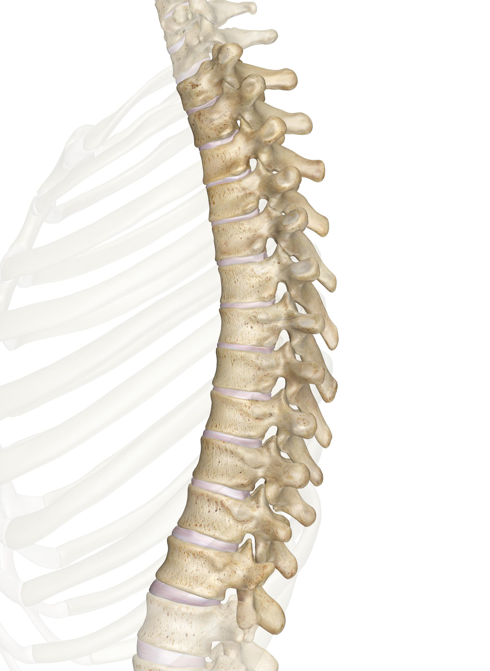 Thoracic Region Anatomy