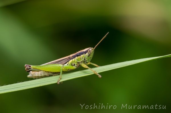 コバネイナゴの写真