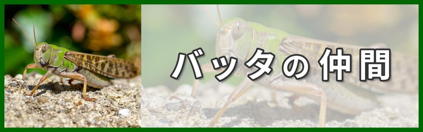 バッタの仲間バナー