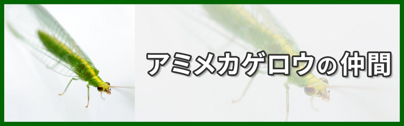 アミメカゲロウ目バナー