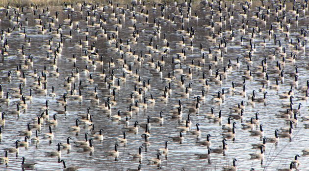 Study of bacteria inside guts of wild Canada geese shows greater danger than earlier studies exposed