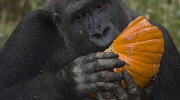 Behind the scenes in the restaurant kitchen that feeds the National Zoo’s residents