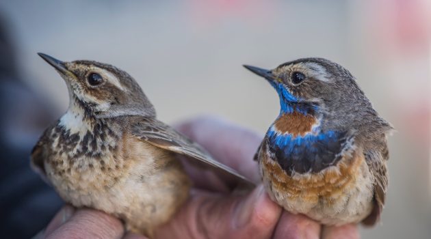 The bluethroat (female left, male right) is a bird of mystery for much of the year, but Smithsonian scientists are working to solve the case. (Photo by Tim Romano)