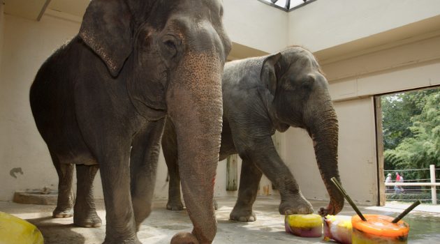 Even the Asian elephants at the National Zoo enjoy frozen treats in the heat of summer. (Meghan Murphy photo)