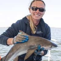 Smithsonian scientists become shark detectives to track species in the Chesapeake Bay